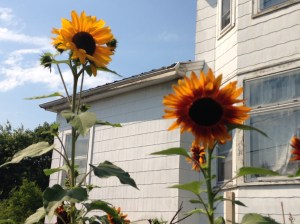 Horas non numero nisi serenas.